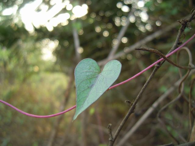 Leaf of Love